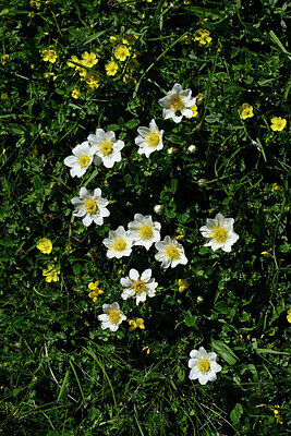 BUITEN BEELD Foto: 447600