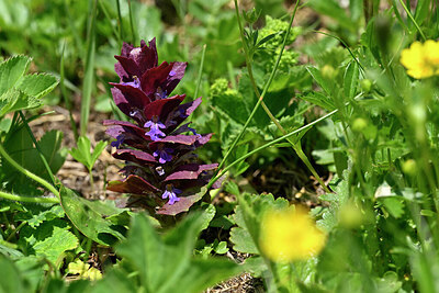 BUITEN BEELD Foto: 447612