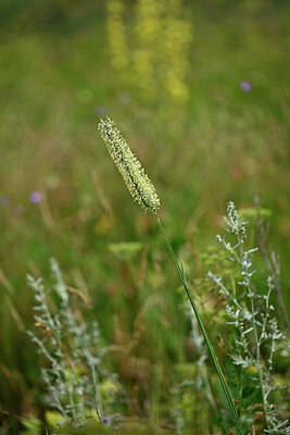 BUITEN BEELD Foto: 447623