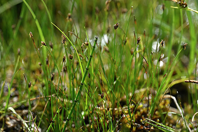 BUITEN BEELD Foto: 447625