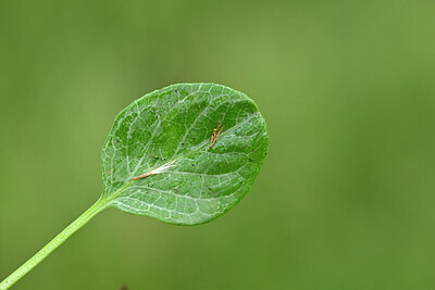 BUITEN BEELD Foto: 447629