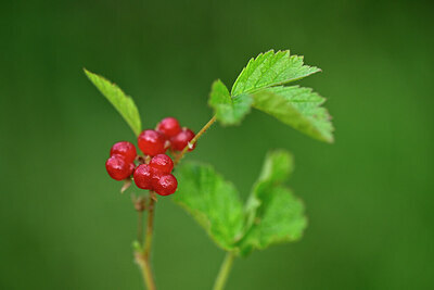BUITEN BEELD Foto: 447632