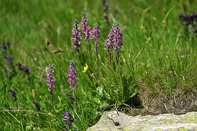 BUITEN BEELD Foto: 447633
