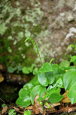 BUITEN BEELD Foto: 447634