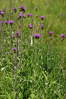 BUITEN BEELD Foto: 447641