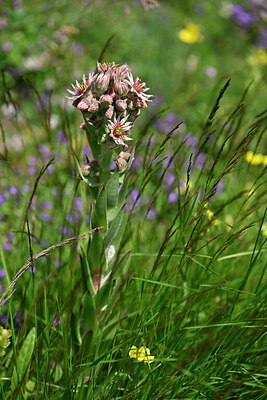 BUITEN BEELD Foto: 447644