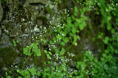 BUITEN BEELD Foto: 447645