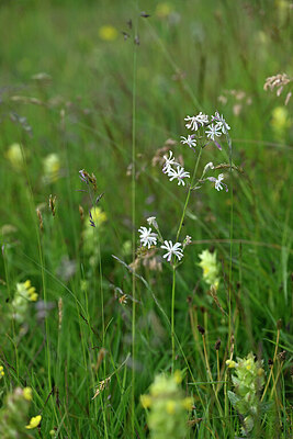 BUITEN BEELD Foto: 447646