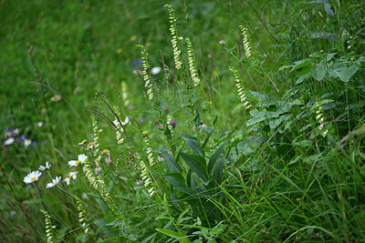 BUITEN BEELD Foto: 447650