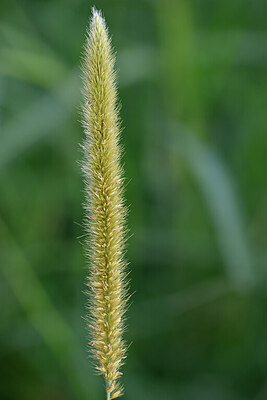 BUITEN BEELD Foto: 447653
