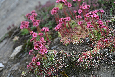 BUITEN BEELD Foto: 447656