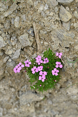 BUITEN BEELD Foto: 447660