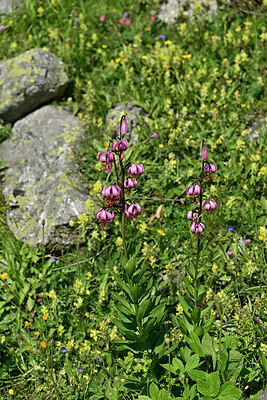 BUITEN BEELD Foto: 447661