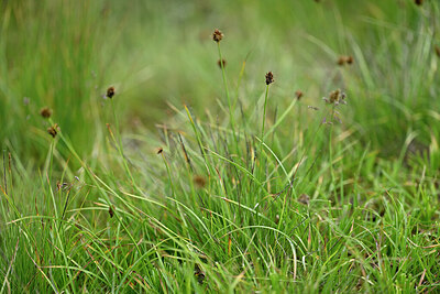 BUITEN BEELD Foto: 447664