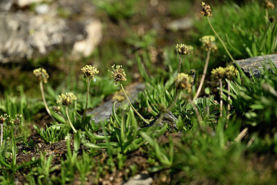 BUITEN BEELD Foto: 447666