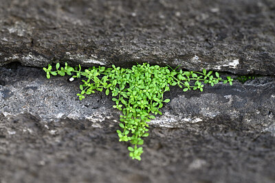 BUITEN BEELD Foto: 447667