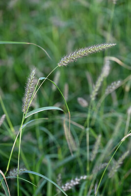 BUITEN BEELD Foto: 447670