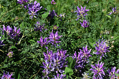 BUITEN BEELD Foto: 447672