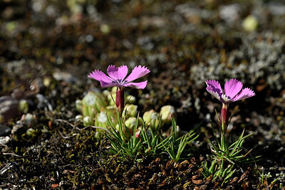 BUITEN BEELD Foto: 447673