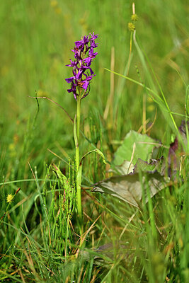 BUITEN BEELD Foto: 447675