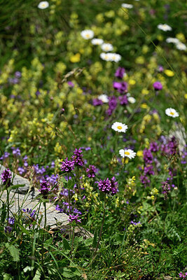 BUITEN BEELD Foto: 447676