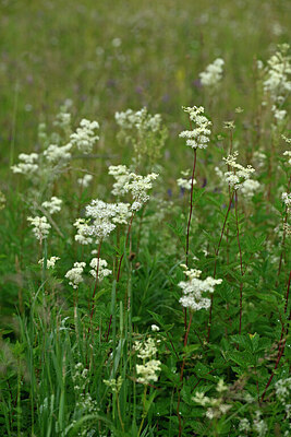 BUITEN BEELD Foto: 447678