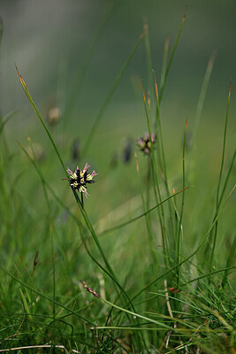 BUITEN BEELD Foto: 447689