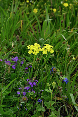 BUITEN BEELD Foto: 447691