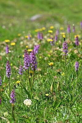 BUITEN BEELD Foto: 447695