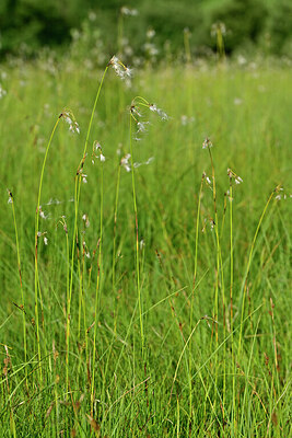 BUITEN BEELD Foto: 447698