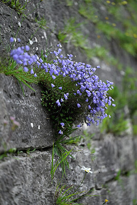 BUITEN BEELD Foto: 447699
