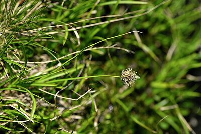 BUITEN BEELD Foto: 447704