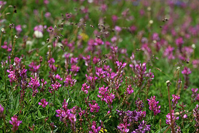 BUITEN BEELD Foto: 447707