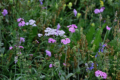 BUITEN BEELD Foto: 447708