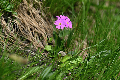 BUITEN BEELD Foto: 447709