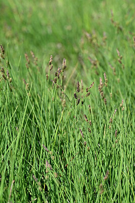 BUITEN BEELD Foto: 447710