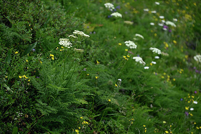 BUITEN BEELD Foto: 447711