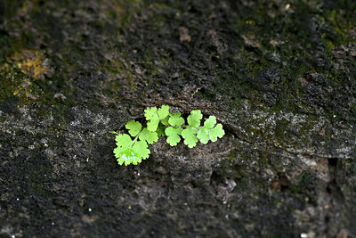 BUITEN BEELD Foto: 447714