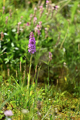 BUITEN BEELD Foto: 447721