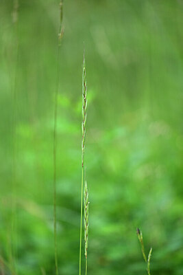 BUITEN BEELD Foto: 447726