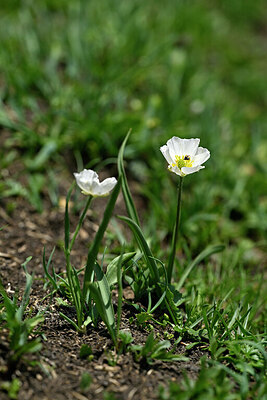 BUITEN BEELD Foto: 447731