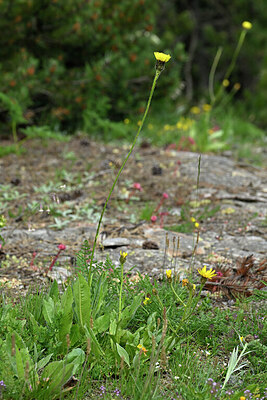 BUITEN BEELD Foto: 447735
