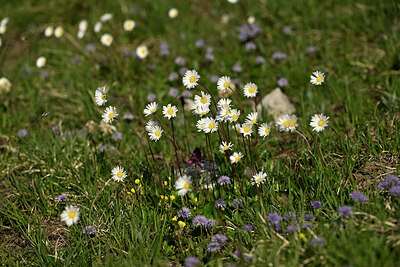 BUITEN BEELD Foto: 447737