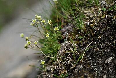 BUITEN BEELD Foto: 447739