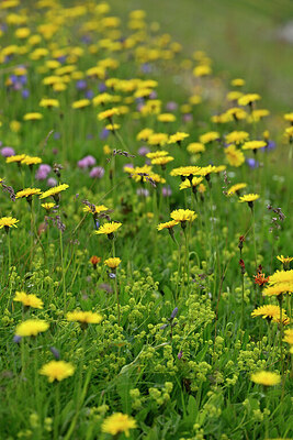 BUITEN BEELD Foto: 447746