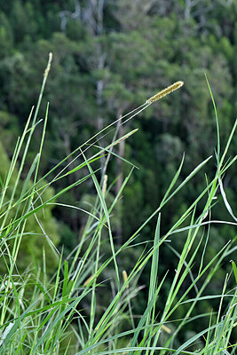 BUITEN BEELD Foto: 447747
