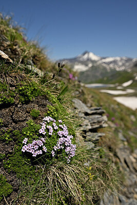 BUITEN BEELD Foto: 447757
