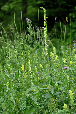 BUITEN BEELD Foto: 447760