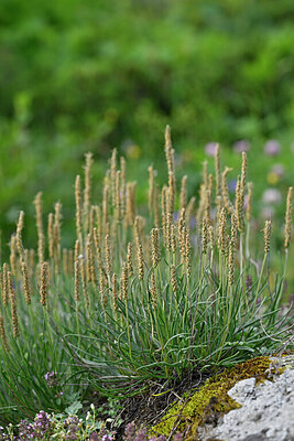 BUITEN BEELD Foto: 447763