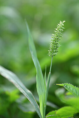 BUITEN BEELD Foto: 447765